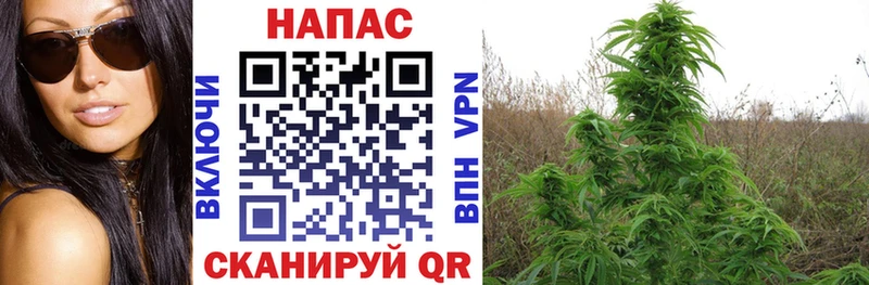 дарнет шоп  Кологрив  МАРИХУАНА VHQ 